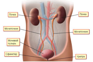 Почки и мочеточники расположение в организме