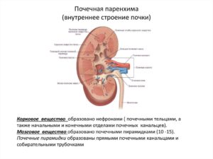 Норма коркового слоя у почек