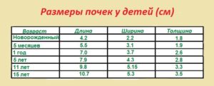 Размеры правой почки в норме по узи у женщин