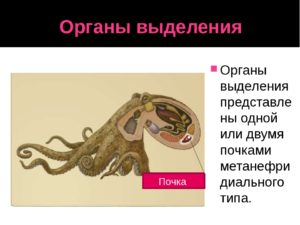 Организмы у которых органы выделения представлены почками