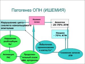 Ишемия почек патогенез