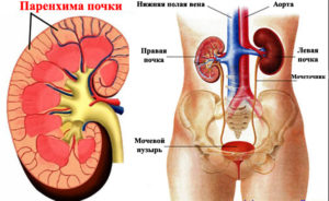 Паренхима в почках