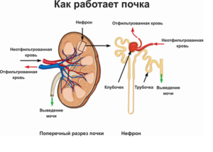 Не работает почка как запустить почку