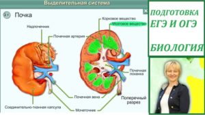 Какая роль почек в организме человека