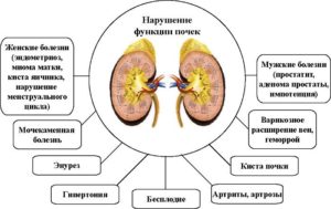 Влияние почек на потенцию