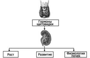 Почки щитовидная железа