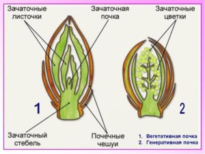 Что такое почка по биологии 6 класс