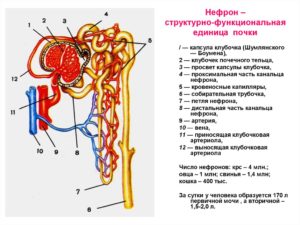 Количество нефронов в почке составляет примерно