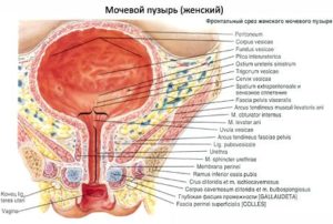 Строение уретры у женщин