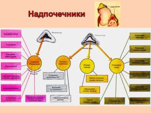 Гормоны коры надпочечников и их физиологическая роль