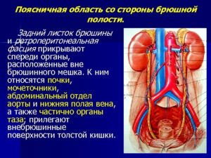 Почки относятся к брюшной полости