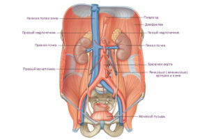 Почки относятся к брюшной полости