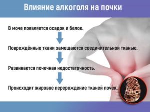 Влияние почек на потенцию