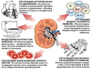 Как определить что почки нормально работают