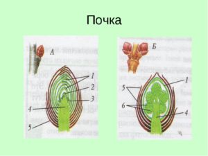 Значение почек у растений 6 класс