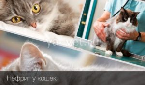 Нефрит у кошки лечение
