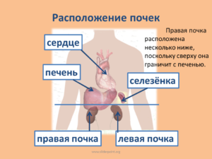 Где находятся почки схема