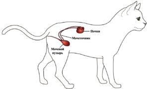 Расположение почек у кота