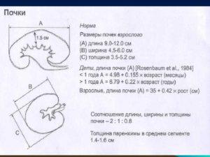 Размер чашечек и лоханки почек в норме