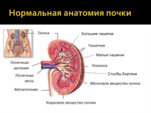 Нормальная работа почек