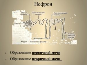 Схема образования первичной и вторичной мочи