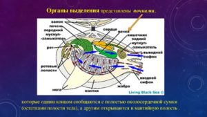 Органы выделения представлены почками