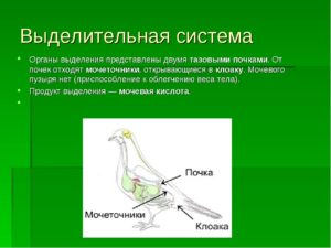 Организмы у которых органы выделения представлены почками