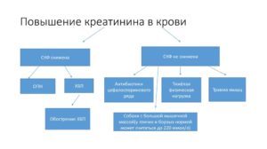 При каких заболеваниях повышен креатинин