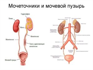 Почки и мочеточники расположение в организме