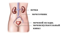 Почки и мочеточники расположение в организме