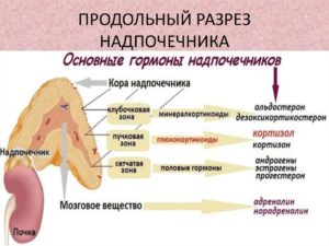 Анатомия надпочечников человека