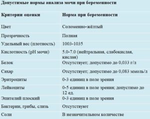 Общий анализ мочи норма у беременных