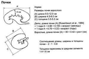 Размеры правой почки в норме по узи у женщин