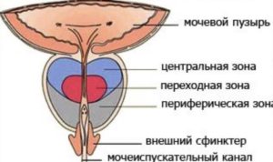 Сфинктер мочевого пузыря у мужчин