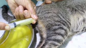 Как помочь коту пописать при мочекаменной болезни