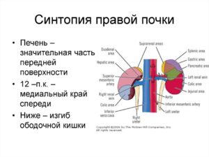 Синтопия ворот почки