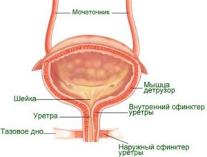 Анатомия мочевой пузырь у мужчин