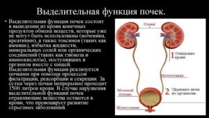 Выделительная функция в организме