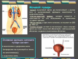 Функции мочевого пузыря человека