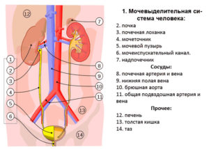 Строение почки и мочевыводящих путей