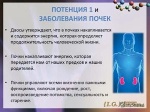 Влияет ли заболевание почек на потенцию