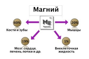 Вреден ли магний для почек