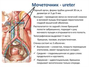 Проксимальный отдел мочеточника где расположен