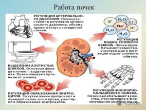 Интенсивная работа почек