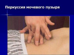 Пальпация почки и мочевого пузыря