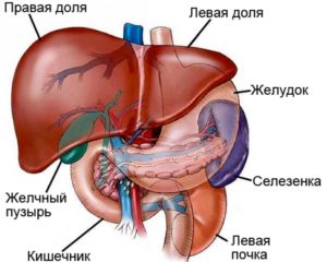 Как жить без почки и селезенки