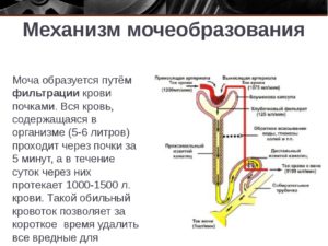 Какая роль почек в организме человека