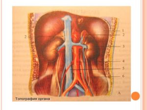 Атлас человека почки