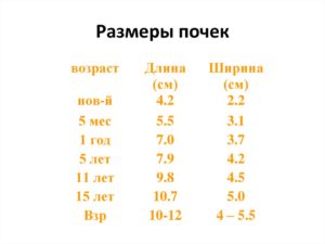 Какой размер почек норма