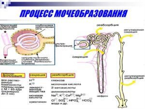 Механизм мочевыделения и мочеобразования и их регуляция